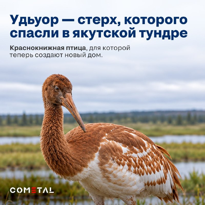 COMETAL создал вольер для спасённого стерха в зоопарке «Орто-Дойду» COMETAL создал вольер для спасённого стерха в зоопарке «Орто-Дойду»
