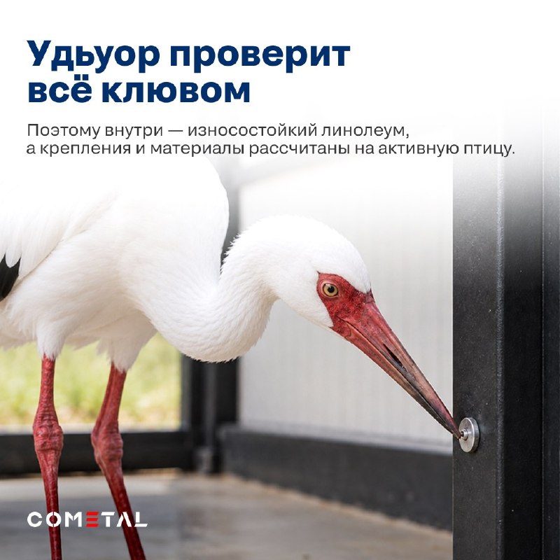 COMETAL создал вольер для спасённого стерха в зоопарке «Орто-Дойду» COMETAL создал вольер для спасённого стерха в зоопарке «Орто-Дойду»