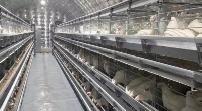 В Певеке открыли новый цех птицефабрики и увеличили производство яйца
