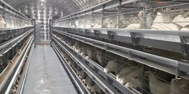 В Певеке открыли новый цех птицефабрики и увеличили производство яйца