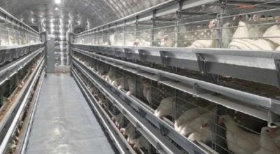 На Чукотке расширили одну из самых северных птицефабрик России