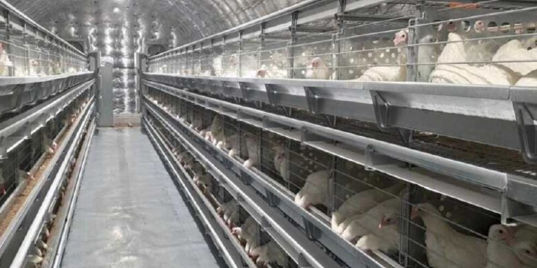 На Чукотке расширили одну из самых северных птицефабрик России